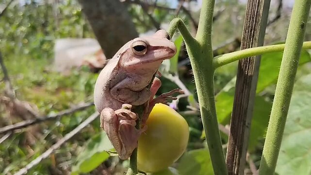 Macro shot of a glistening brown tree frog perched comfortably on a tomato plant with a developing fruit