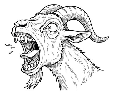 Engraving style illustration of an angry goat head depicting open mouth screaming expression for mascot and tattoo design