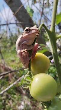 Macro shot of a glistening brown tree frog perched comfortably on a tomato plant with a developing fruit