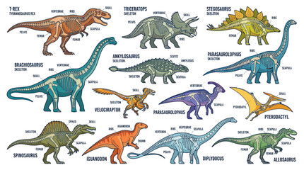 Dinosaur Skeleton Anatomy Chart: Prehistoric Creatures Illustration © Salak