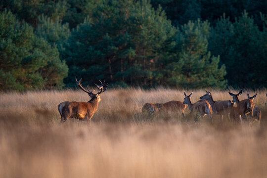 Red deer stag with his harem of hinds in the field at sunset, De Hoge Veluwe National Park, Netherlands. Wildlife herd during rutting season.