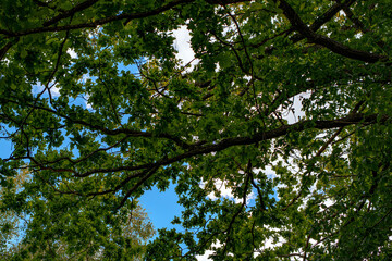 Fototapeta premium Tree branches with dense green leaves forming canopy against blue sky with white clouds