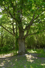 Fototapeta premium Large mature tree with thick trunk and spreading branches covered bright green leaves in forest sunlight with dappled shadows on ground