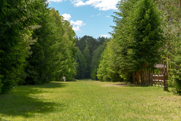 Fototapeta premium Grassy forest path clearing surrounded by tall dense green trees with wooden fence on right side under partly cloudy sky