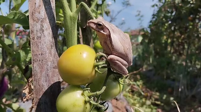 Macro shot of a glistening brown tree frog perched comfortably on a tomato plant with a developing fruit
