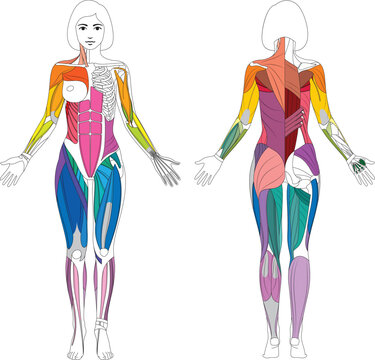 Female Muscular System Anatomy Vector Illustration &ndash; Front and Back View