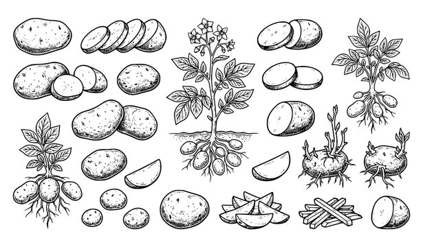 Hand Drawn Potato Plant and Vegetable Illustration Collection with Roots Tubers and Botanical Details