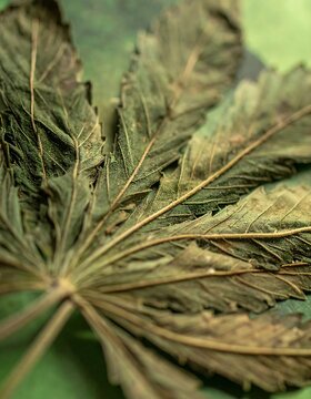 Detailed Dried Cannabis Leaf Resting on Soft Green Background