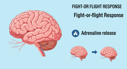 Human Brain and Nervous System with Fight or Flight Response. © dada