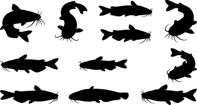 Catfish silhouette collection set featuring different species and swimming poses for design