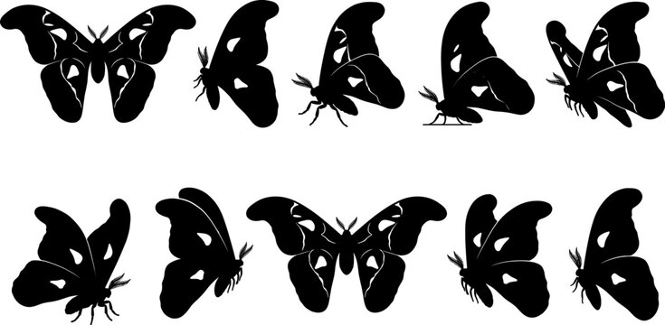 Delicate collection of giant silk moth silhouettes flying and resting in nocturnal forest settings