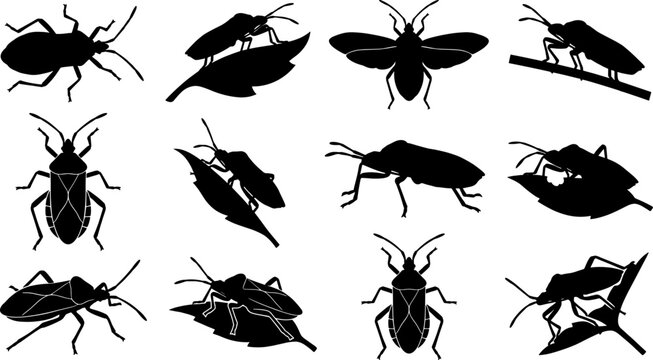 Collection of scentless plant bug silhouettes in different life stages and mating poses