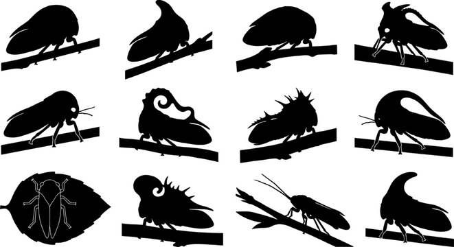 Collection of treehopper silhouettes featuring unique membracidae species with diverse pronotal shapes