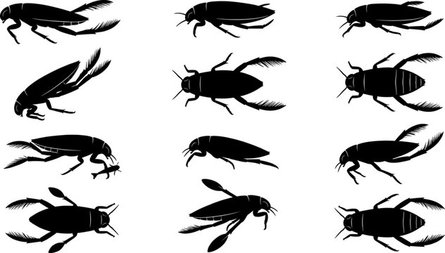 Diving beetle collection featuring silhouettes of aquatic insects for nature variety pack bundle