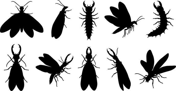 Dobsonfly and hellgrammite silhouette variety pack with adult and larval stage elements