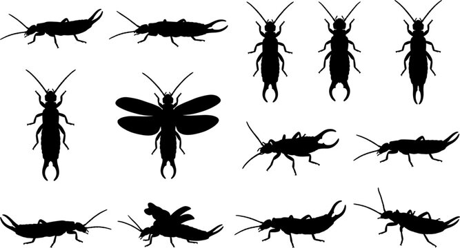 Earwig insect silhouette bundle featuring bugs with pincers crawling and flying in diverse poses