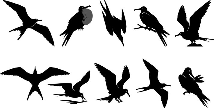 Frigatebird seabird silhouette collection set showing ocean birds flying and perched display