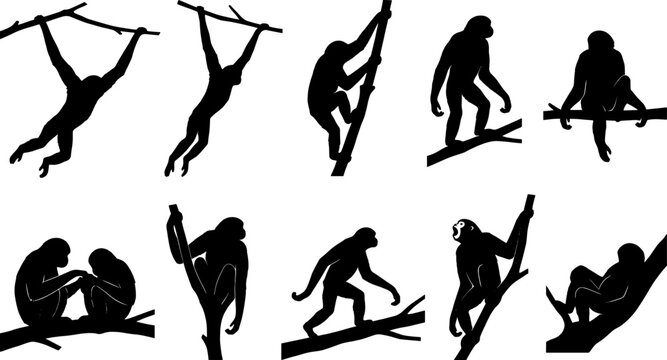 Gibbon monkey silhouette set showing various primates swinging and climbing on jungle tree branches