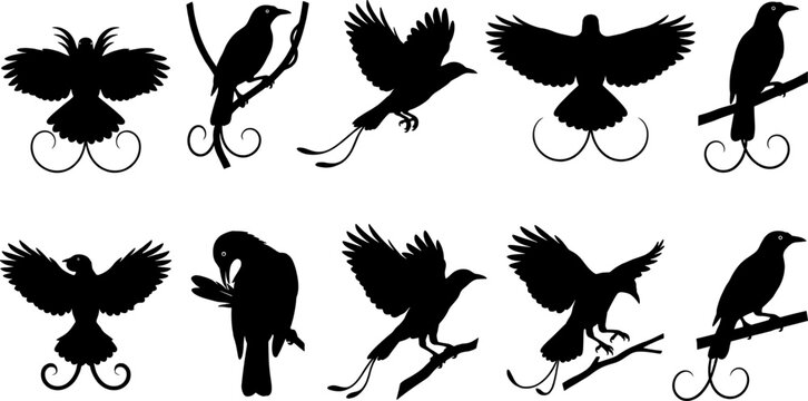 Graphic collection featuring bird of paradise silhouettes with elaborate plumes for exotic designs