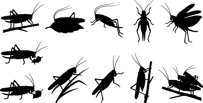 Grasshopper silhouette collection including crickets and locusts jumping on leaves for nature and agriculture design