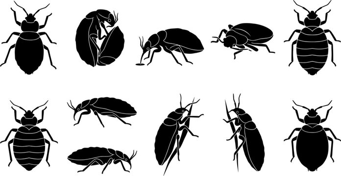 Group of bed bug silhouettes representing common household pests in various crawling positions