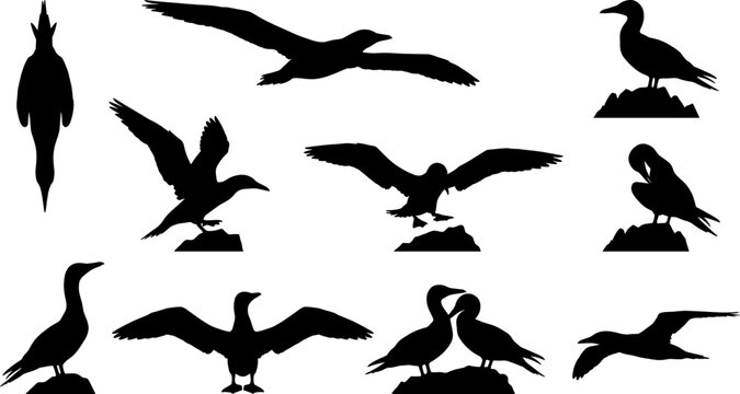 Group of gannet bird silhouettes flying and diving for marine life collection bundle