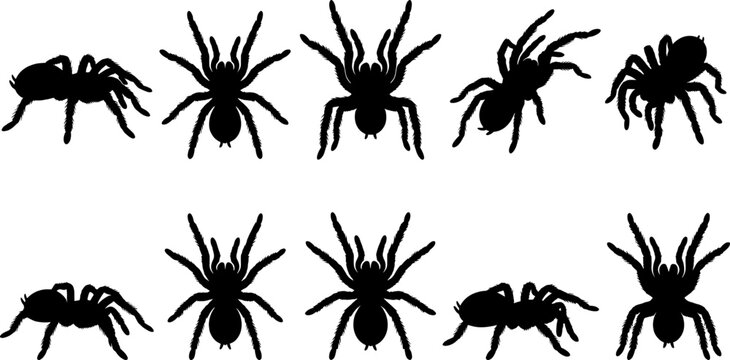 Hairy tarantula spider silhouette set showing large arachnids crawling in various threatening defensive stances