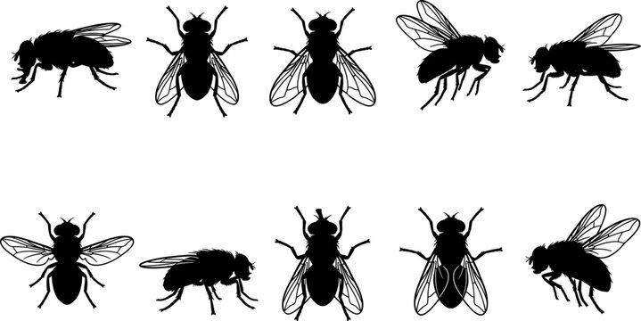 House fly insect silhouette collection bundle featuring common domestic pests in flight