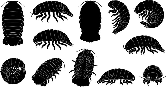 Isopod and pill bug silhouette collection set featuring various woodlice species pack