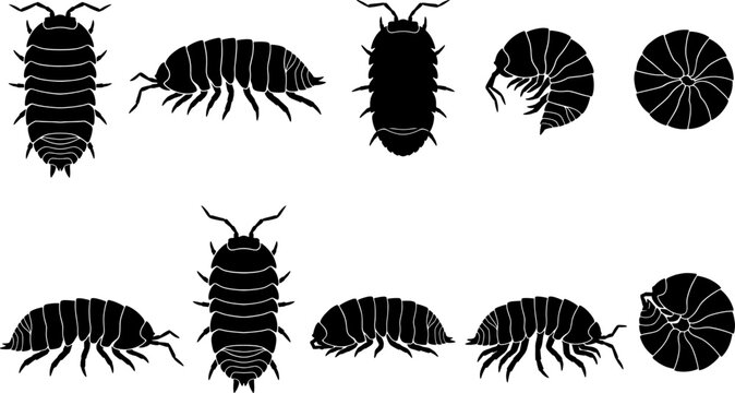 Isopod woodlice silhouette set displaying crawling and rolled positions for nature bundle collection