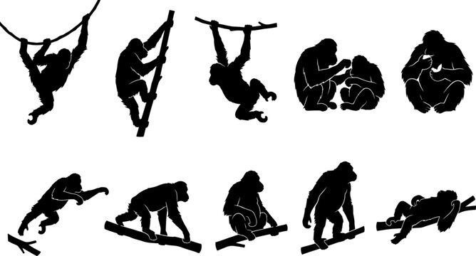 Large orangutan silhouette collection showing great apes climbing trees and sitting in the rainforest