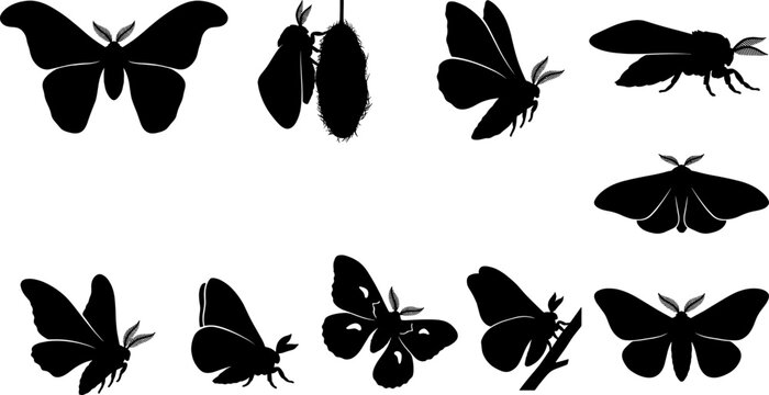 Large silk moth silhouette collection set featuring different wing spans and resting positions