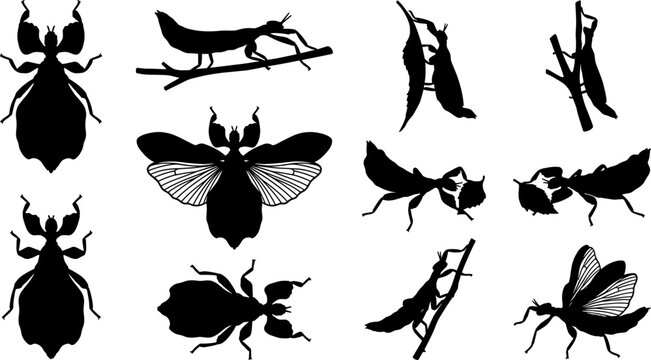 Leaf insect and mantis silhouette bundle showing camouflage behavior on branches and wings spread