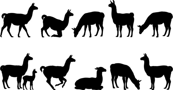 Llama animal silhouette set displaying south american camelids standing and grazing in various mountain poses