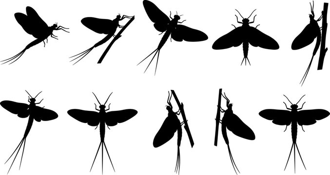 Mayfly aquatic insect silhouette pack collection showing ephemeroptera species with long tails