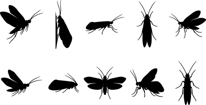 Moth and caddisfly silhouette bundle set featuring nocturnal insects with long antennae