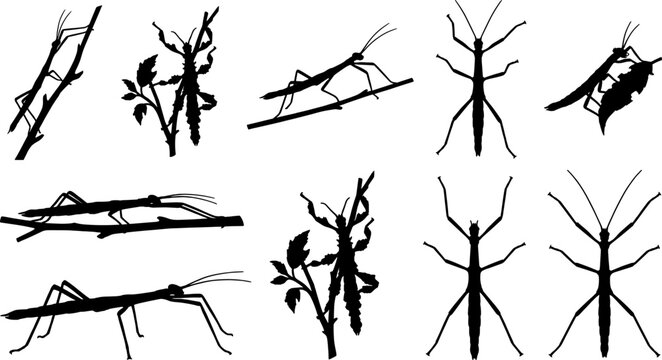 Natural variety of stick insect silhouettes camouflaging and walking on twigs in woodland environments