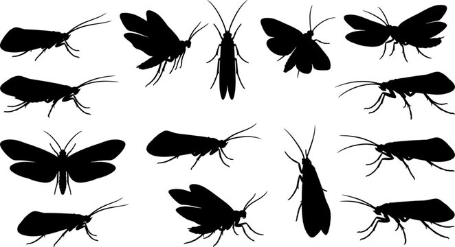 Moth and caddisfly insect silhouette variety pack for nocturnal wildlife design