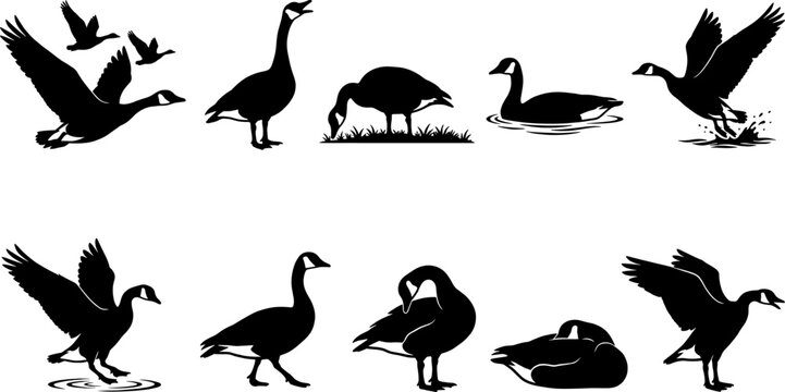Pack of canada goose silhouettes flying and standing in a variety collection