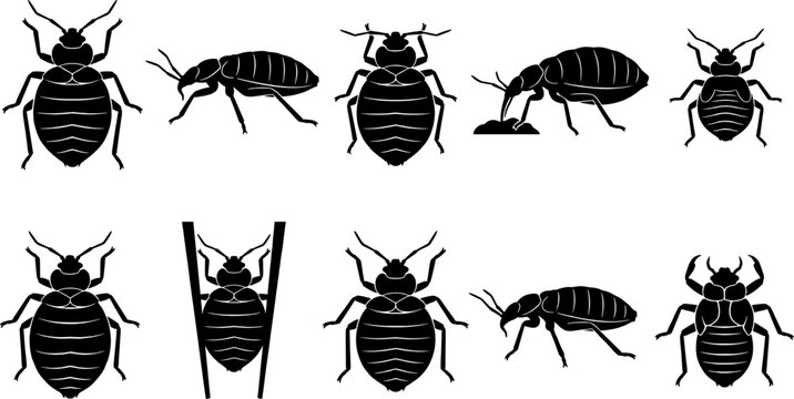 Pack of detailed bed bug silhouettes on different surfaces for educational hygiene infographics