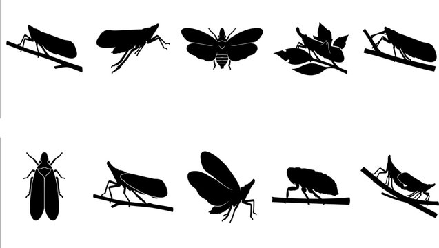 Pack of planthopper silhouettes including winged and flightless forms for environmental education