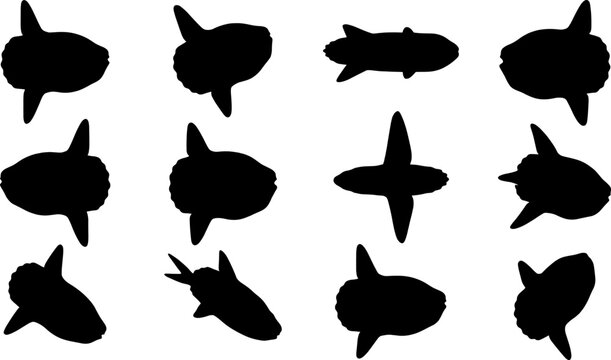 Pack of sunfish silhouettes depicting the unique mola mola in different swimming angles