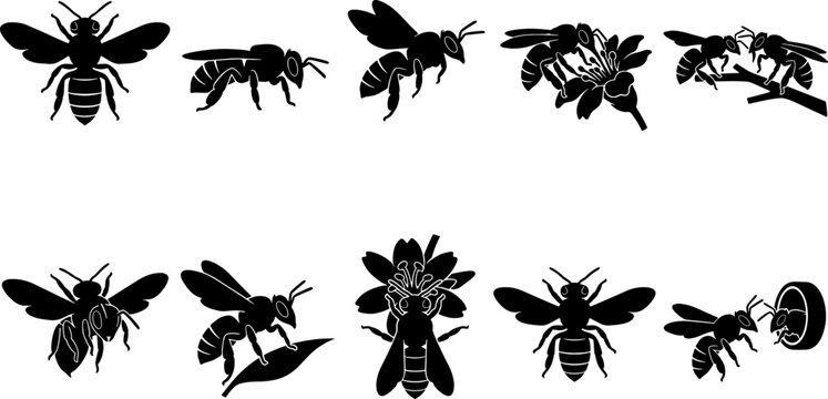 Pollinator bee and flower interaction collection bundle for natural history education graphics