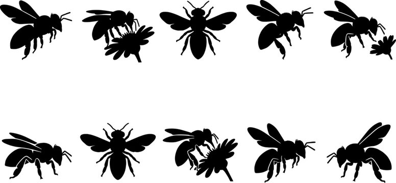 Pollinator bee silhouette pack featuring insects interacting with multiple flower heads in a natural garden setting