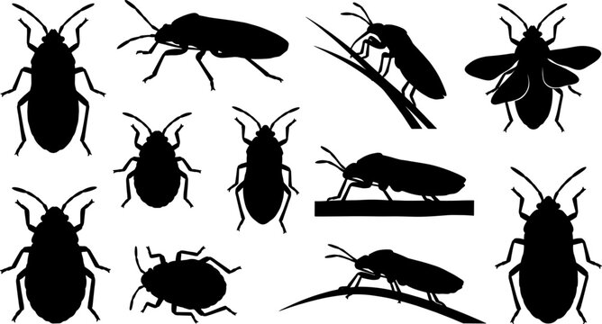Pack of broad-headed bug silhouettes including winged individuals for entomological design projects