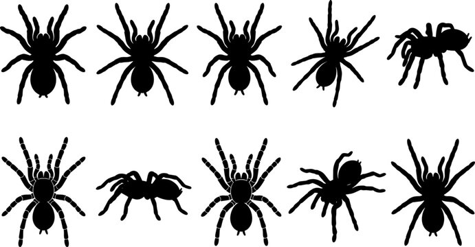 Tarantula spider silhouette set featuring various crawling and hunting poses for collection