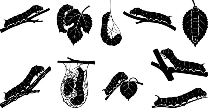 Tent caterpillar and cocoon bundle pack displaying larvae on leaves and silk structures