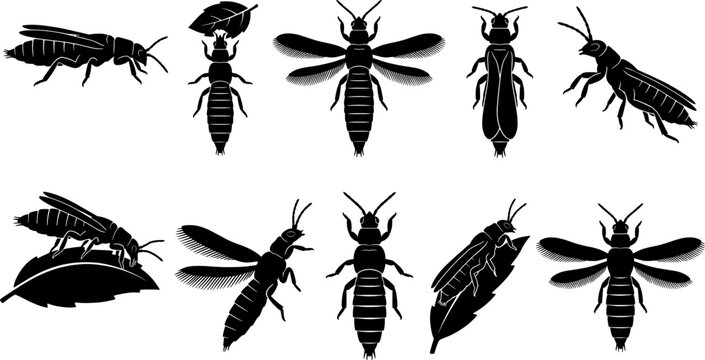Thrips and small plant pest insect silhouette bundle for agricultural health