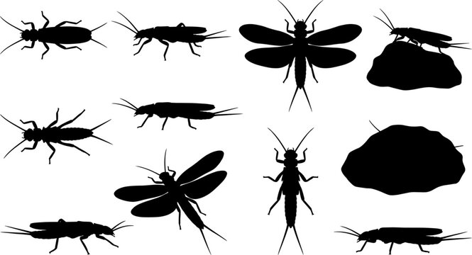Stonefly aquatic insect silhouette pack collection with species resting on river rocks