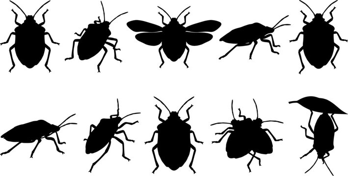 Variety of stink bug silhouettes shown in multiple orientations for pest identification guides